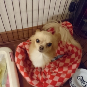 「親子 写真写りはいいかな？」愛犬の「夜泣き」「無駄吠え」にお困りの方！10名様募集の投稿画像