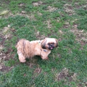 「癒し系」【ペットの贅沢水素水】わんちゃんとのベストツーショット大大大募集★☆の投稿画像