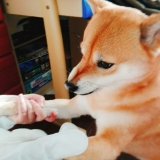口コミ：モニター報告:ペットと暮らしている方、必見の画像（10枚目）