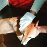 口コミ：モニター報告:ペットと暮らしている方、必見の画像（4枚目）