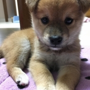 「うちの新入り」【ペットの贅沢水素水】わんちゃんとのベストツーショット大大大募集★☆の投稿画像