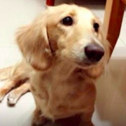 「顔出しＯＫです！ 　」【ペットの贅沢水素水】わんちゃんとのベストツーショット大大大募集★☆の投稿画像