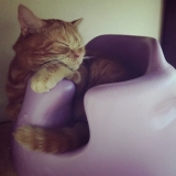 赤ちゃんの椅子で