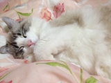 ベッドを横取りのハルちゃん