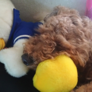 「愛犬」第二弾！おもちゃの除菌、年末のお掃除に大活躍☆【超電水クリーンシュ！シュ！】の投稿画像