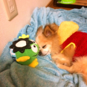 「いつも癒される」第二弾！おもちゃの除菌、年末のお掃除に大活躍☆【超電水クリーンシュ！シュ！】の投稿画像