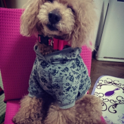 「座椅子で」第二弾！おもちゃの除菌、年末のお掃除に大活躍☆【超電水クリーンシュ！シュ！】の投稿画像