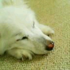 「待ち人…帰宅せず」第二弾！おもちゃの除菌、年末のお掃除に大活躍☆【超電水クリーンシュ！シュ！】の投稿画像