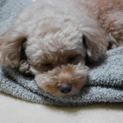 「うとうと…。」第二弾！おもちゃの除菌、年末のお掃除に大活躍☆【超電水クリーンシュ！シュ！】の投稿画像