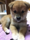 「愛犬」の画像（1枚目）