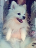「愛犬です」の画像（1枚目）
