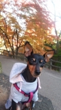 「紅葉」の画像（1枚目）