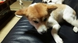 「愛犬」の画像（1枚目）