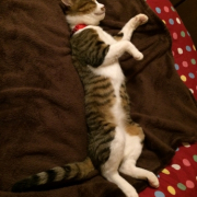 「遊び疲れて」おもちゃの除菌、年末のお掃除に大活躍☆【超電水クリーンシュ！シュ！】の投稿画像