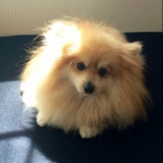 「赤い」ワンちゃんの肌トラブルに　無添加スキンケア化粧水　モニター20名様　大募集の投稿画像