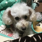 「いくつになっても…⭐️」ワンちゃんの肌トラブルに　無添加スキンケア化粧水　モニター20名様　大募集の投稿画像