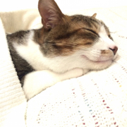 「わたしの枕と布団は」おもちゃの除菌、年末のお掃除に大活躍☆【超電水クリーンシュ！シュ！】の投稿画像