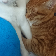 「お姉ちゃん大好き」おもちゃの除菌、年末のお掃除に大活躍☆【超電水クリーンシュ！シュ！】の投稿画像