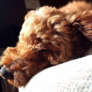 「ワン」ワンちゃんの肌トラブルに　無添加スキンケア化粧水　モニター20名様　大募集の投稿画像