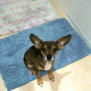 「愛犬肌悩み」ワンちゃんの肌トラブルに　無添加スキンケア化粧水　モニター20名様　大募集の投稿画像