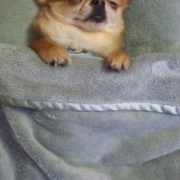 「人間か！」第二弾！おもちゃの除菌、年末のお掃除に大活躍☆【超電水クリーンシュ！シュ！】の投稿画像