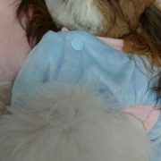 「我が家のシーズー姫　　０歳」第二弾！おもちゃの除菌、年末のお掃除に大活躍☆【超電水クリーンシュ！シュ！】の投稿画像