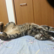 「よろしくお願いいたします(*^^*)」おもちゃの除菌、年末のお掃除に大活躍☆【超電水クリーンシュ！シュ！】の投稿画像