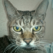 「化粧水」ワンちゃんの肌トラブルに　無添加スキンケア化粧水　モニター20名様　大募集の投稿画像