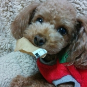 「トイプードルです！」ワンちゃんの肌トラブルに　無添加スキンケア化粧水　モニター20名様　大募集の投稿画像