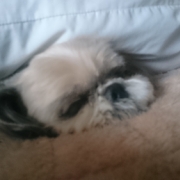 「よろしくお願いします。」ワンちゃんの肌トラブルに　無添加スキンケア化粧水　モニター20名様　大募集の投稿画像