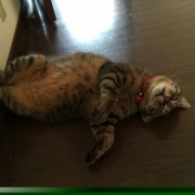 「お昼寝」おもちゃの除菌、年末のお掃除に大活躍☆【超電水クリーンシュ！シュ！】の投稿画像