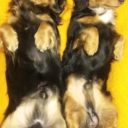 「仲良し兄弟」ワンちゃんの肌トラブルに　無添加スキンケア化粧水　モニター20名様　大募集の投稿画像