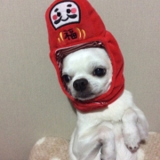 「キュッキュッ11歳」ワンちゃんの肌トラブルに　無添加スキンケア化粧水　モニター20名様　大募集の投稿画像