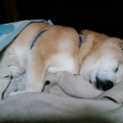 「いびきかいて寝てます」第二弾！おもちゃの除菌、年末のお掃除に大活躍☆【超電水クリーンシュ！シュ！】の投稿画像