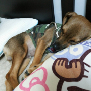 「愛犬の寝顔♡」第二弾！おもちゃの除菌、年末のお掃除に大活躍☆【超電水クリーンシュ！シュ！】の投稿画像