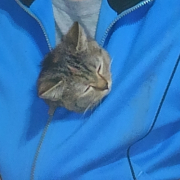 「服の中がお気に入り」おもちゃの除菌、年末のお掃除に大活躍☆【超電水クリーンシュ！シュ！】の投稿画像