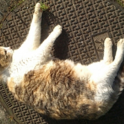 「日向ぼっこ」おもちゃの除菌、年末のお掃除に大活躍☆【超電水クリーンシュ！シュ！】の投稿画像