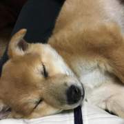 「よく眠る❤」第二弾！おもちゃの除菌、年末のお掃除に大活躍☆【超電水クリーンシュ！シュ！】の投稿画像