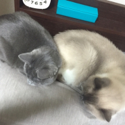 「なかよしアンモニャイト」おもちゃの除菌、年末のお掃除に大活躍☆【超電水クリーンシュ！シュ！】の投稿画像