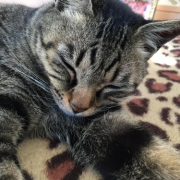 「疲れた後は」おもちゃの除菌、年末のお掃除に大活躍☆【超電水クリーンシュ！シュ！】の投稿画像