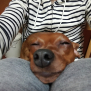 「ぶひー」第二弾！おもちゃの除菌、年末のお掃除に大活躍☆【超電水クリーンシュ！シュ！】の投稿画像