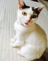 口コミ記事「いつでもペットをキレイに！！ウェット手袋なでなで」の画像