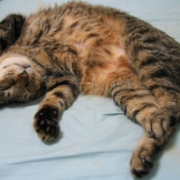 「顔出しＯＫです！ 　」おもちゃの除菌、年末のお掃除に大活躍☆【超電水クリーンシュ！シュ！】の投稿画像