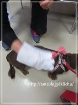 口コミ：ブラッシング手袋なでなでの画像（7枚目）