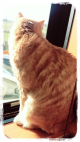 口コミ：ウェット手袋なでなでを使ってみました♪の画像（4枚目）