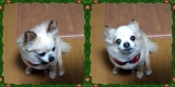 口コミ記事「クリスマスのバンダナ」の画像