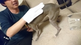 口コミ：ウェット手袋なでなで☆アロマティックグリーンの香りの画像（8枚目）