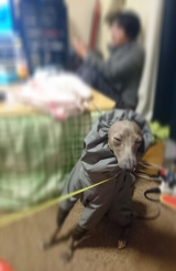 口コミ：ウェット手袋なでなで☆アロマティックグリーンの香りの画像（10枚目）