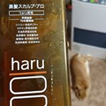 #haruシャンプー #黒髪スカルププロ #おすすめシャンプー #ノンシリコン #無添加 #芸能人愛用 #頭皮ケア #美髪 #moniplaさっき使いましたワンプッシュ天然柑橘&hellip;のInstagram画像