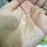 口コミ：カオルデイ オイルローズブーケ ヘアオイルの画像（2枚目）